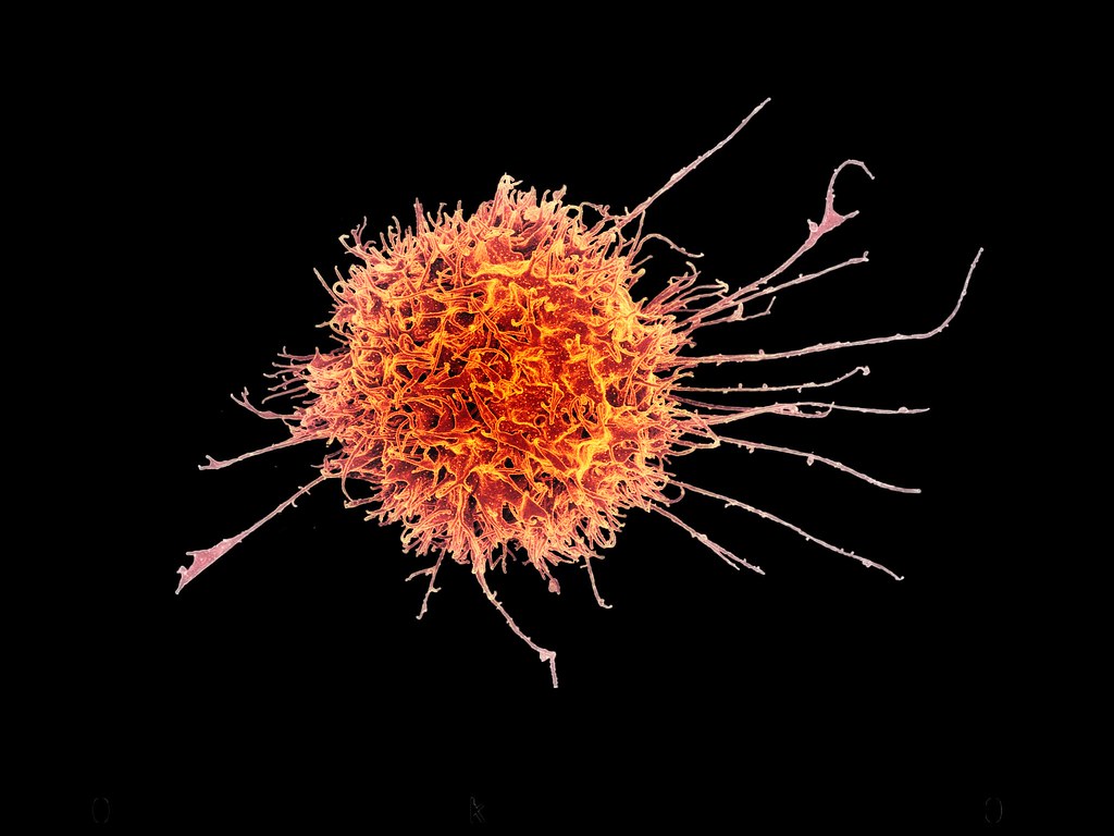 immune system cell